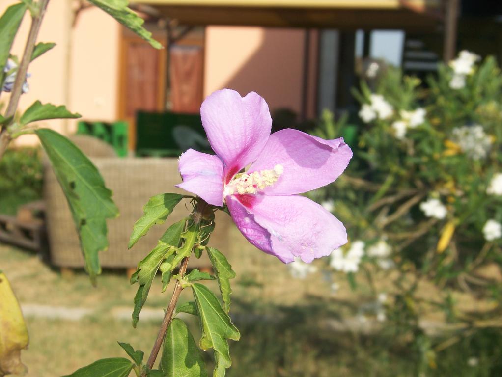 Agriturismo La Nocciolina 벤투리나 외부 사진